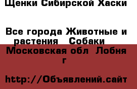 Щенки Сибирской Хаски - Все города Животные и растения » Собаки   . Московская обл.,Лобня г.